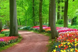 Path With Colorful Flowers Landscape Picture