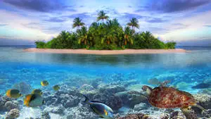 Lone Island Tropical Fish