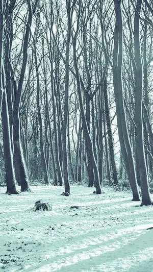 Lonely Bitter Snow Forest iPhone