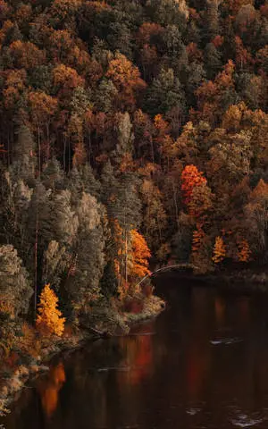 MA Autumn River Mouth