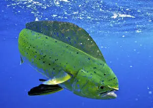 Mahi-Mahi Fish Touching The Surface