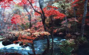 Maple Tree Forest Background