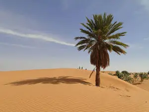 شجرة صحراوية وحيدة في موريتانيا
