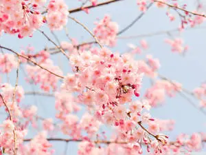 Most Beautiful Spring Pink Cherry Blossoms
