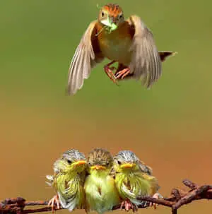 Golden headed Cisticola Mother Bird Picture
