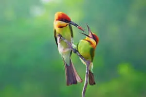 صورة طائر آكل النحل ذو الرأس الكستنائي الأم
