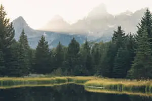 Mountain View Forest Picture