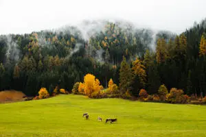 Mountainous Green Nature Forest