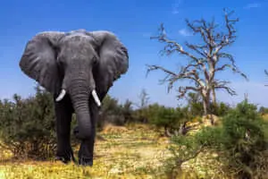 National Park Okavango Delta