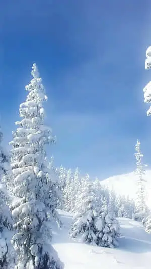 Trees Covered In Snow Nature Android HD