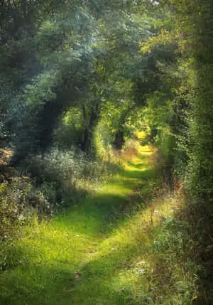 صور طبيعة خضراء
