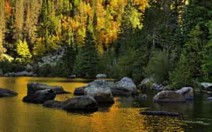 November Fall Forest River