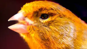 Orange Canary Bird Extreme Closeup