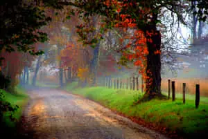 Path In A Misty Autumn