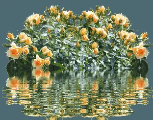Peach Roses Reflection Water
