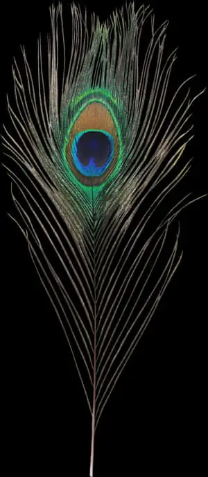 Peacock Feather Elegance.jpg