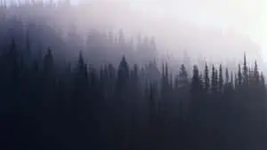 Pine Tree White Mist Background
