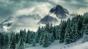 Pine Tree Snow Mountains Background