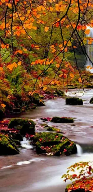 Pixel 3xl Autumn Background River In The Forest