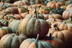 Green Pumpkins At A Pumpking Patch Pictures