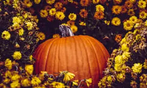 Flowers At A Pumpkin Patch Picture