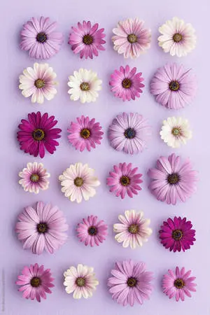 Purple Daisy Flat Lay Phone