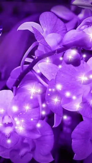 Sparkly Petals Purple Flowers Background