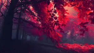 أشجار الغابة الحمراء