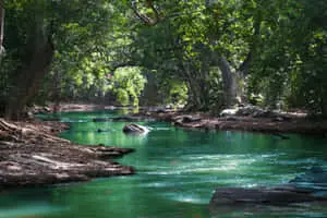 A refreshing sight - a relaxant river surrounded by natural greenery. 