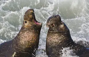 San Simeon Seals Fighting