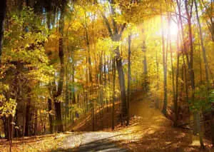 Seasonal Morning Autumn Forest