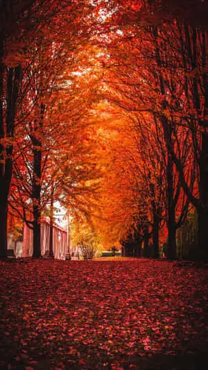 Seasonal Autumn Tree Leaves Red Marvelous 