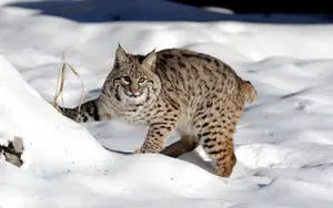 Majestic Lynx Strolling Through a Snow Forest
