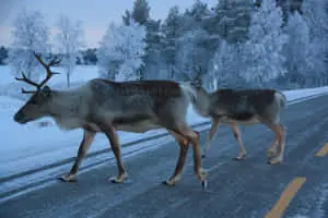 Snow Reindeer Cute Animal Crossing