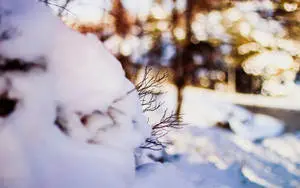 الاستمتاع بصباح هادئ في الثلج