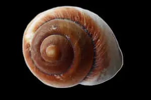 Spiral Seashellon Black Background