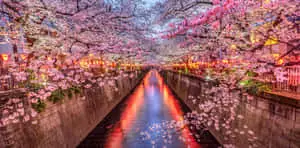 Meguro Canal Japan Spring Zoom Background