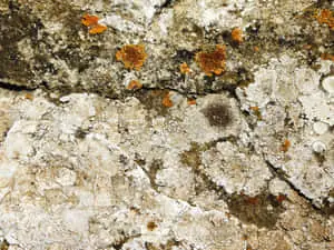 Stone texture