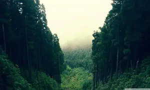 منحدرات الغابة المثيرة