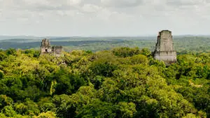 Tikal Amongst Trees