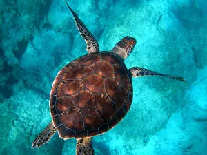Tortoise Underwater Aesthetic