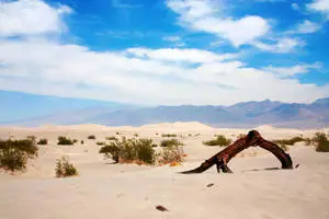 لحاء شجرة في صحراء وادي الموت