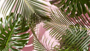 Green Tropical Plants Shadow Picture