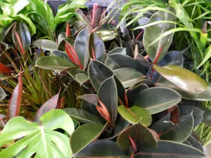 Rubber Fig Tropical Plants Picture