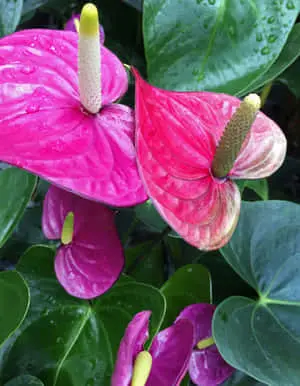 Bright Pink Tropical Plants Picture