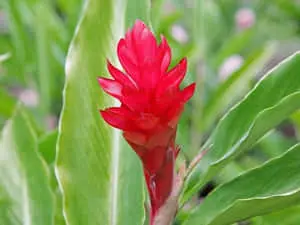 Red Tropical Plants Picture