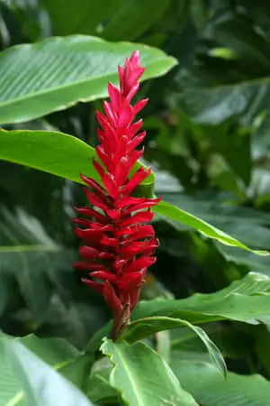 Red Ginger Tropical Plants Picture