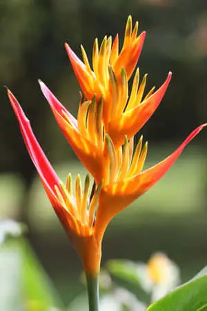 Orange Tropical Plants Picture