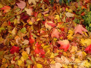 Cluster Of Leaves Tumblr Autumn Desktop