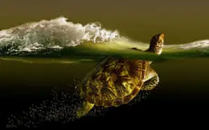 a turtle swimming in the ocean with waves